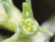 In der kaum geöffneten Blüte sitzen die Pollen bereits auf der Narbe, ein Hinweis auf Selbstbefruchtung. (Bild: W. Wohlers, JKI)