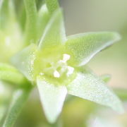 Die Blüte hat nur Kelchblätter, keine Kronblätter. Die drei weißen, eingetrockneten Antheren sind noch nicht abgefallen. (Bild: W. Wohlers, JKI)