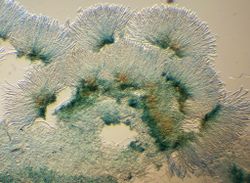 Figure 9. Asci formation in apothecia.