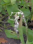 Sclerotinia sclerotiorum at Phaseolus vulgaris, sclerotiënrot stamsperzieboon.jpg