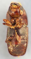 Scolytus multistriatus3.jpg