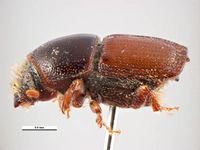 Scolytus pygmaeus PaDIL135720d.jpg