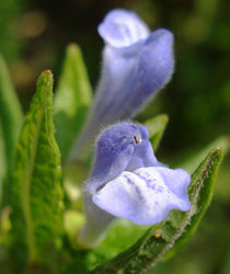 Blüte – Fornax, CC BY-SA 3.0