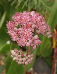 Große Fetthenne: Blüte – Bernd Haynold, cc-by-sa-2.5