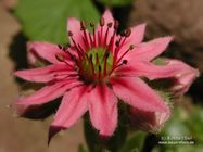 Sempervivum arachnoideum L. subsp. arachnoideum