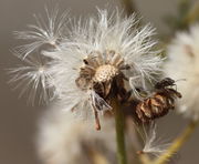 Der Samen wird vom Wind verbreitet. (Bild: W. Wohlers, JKI)