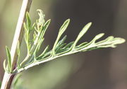 Die Blätter sind am Rand umgerollt, es handelt sich um die S. erucifolius ssp. tenuifolius.