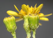 Wie für Senecionacae typisch eine Reihe Hüllblätter. S. inaequidens hat am Korbgrund noch weitere Blättchen. (Bild: W. Wohlers, JKI)