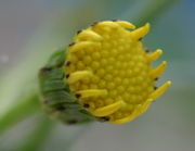 Die Zungenblüten beginnen zu wachsen. (Bild: W. Wohlers, JKI)