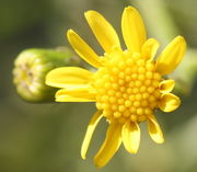 Wachsende Zungenblüten, die ersten Röhrenblüten öffnen sich. (Bild: W. Wohlers, JKI)