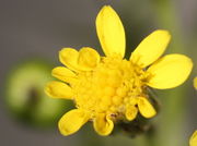 In den Zungenblüten sind keine Antherenröhren, nur Narben. (Bild: W. Wohlers, JKI)