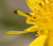 Aus der Antherenröhre, dem Androeceum, quillt der Pollen. (Bild: W. Wohlers, JKI)