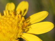 Narben der Zungenblüten und Pollen der Röhrenblüten. (Bild: W. Wohlers, JKI)