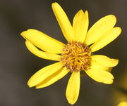 Die hellgelben Zungenblüten und die braunen Röhrenblüten bestimmen das Farbbild des Schmalblättrigen Greiskrauts. (Bild: W. Wohlers, JKI)