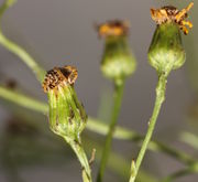 Nach der Blüte schließen sich die Blütenkörbe. (Bild: W. Wohlers, JKI)