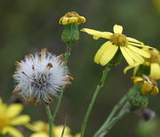 Blüten und bereits reife Samenstände zusammen im September/Oktober. (Bild: W. Wohlers, JKI)