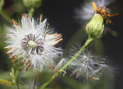 Die Samen werden auch von leichten Windstößen verweht. (Bild: W. Wohlers, JKI)