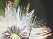 Die vertrockneten Röhrenblüten sitzen noch zwischen dem Pappus. (Bild: W. Wohlers, JKI)