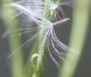 Der Samen ist dicht behaart, ca 2 mm lang, sein Flugschirm etwa dreimal so groß. (Bild: W. Wohlers, JKI)