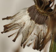 Bei Regenwetter werden die Haare vom Samen abgewaschen, er verfärbt sich schwarzbraun und verklebt. (Bild: W. Wohlers, JKI)