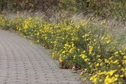 An Straßen wächst das Schmalblättrige Greiskraut in dichten Beständen. (Bild: W. Wohlers, JKI)