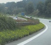 Besonders fällt das Schmalblättrige Greiskraut an Autobahnen mit seiner blassgelben Farbe auf. (Bild: W. Wohlers, JKI)