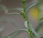 Die ersten Knospen. (Bild: W. Wohlers, JKI)