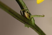 Auch aus den oberen Blattachseln sprießen noch Knospen. (Bild: W. Wohlers, JKI)