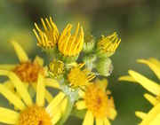 Knospen und gerade aufblühende Blütenkörbe. (Bild: W. Wohlers, JKI)