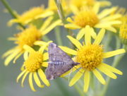 Die Blütenkörbe haben einen Durchmesser von 1,5 bis 2, 5 cm, hier besucht von einem Kleinschmetterling. (Bild: W. Wohlers, JKI)