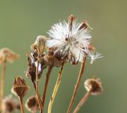 Die Samen sind nur 2 bis 3 mm klein. (Bild: W. Wohlers, JKI)