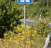 Das Jakobs-Kreuzkraut wächst auf trockenen, sonnigen Standorten, hier am Straßenrand. (Bild: W. Wohlers, JKI)