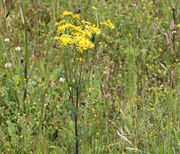 Die Pflanzen sind kaum verzweigt und tragen nur oben die Korbblüten. (Bild: W. Wohlers, JKI)