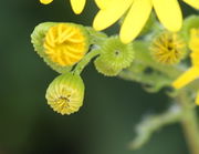 Die Spitzen der Hüllblätter des Blütenkorbs sind schwarz und bilden bei den Knospen einen schwarzen Punkt. (Bild: W. Wohlers, JKI)