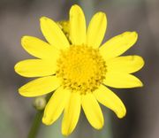 Die Blütenkörbe des Frühlings-Greiskrauts können eine variable Anzahl von Zungenblüten haben, häufig dreizehn. (Bild: W. Wohlers, JKI)