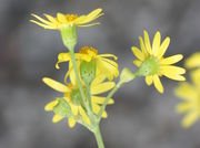 An den Stängeln einer Blüte können sich weitere Knospen bilden. (Bild: W. Wohlers, JKI)