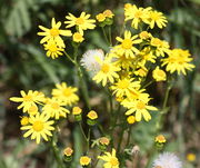 Die Zungenblüten rollen beim Verblühen ein. (Bild: W. Wohlers, JKI)