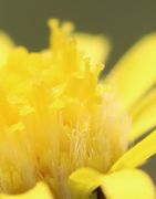 Die weißen Haare des Flugkörpers der Samen. Hinten schiebt sich gerade eine Narbe mit ihren beiden Ästen aus der Blüte. (Bild: W. Wohlers)