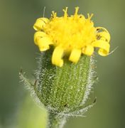 Typisch für ältere Blütenkörbe sind die eingerollten Zungenblüten. (Bild: W. Wohlers, JKI)