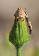 Nach der Blüte schließt sich der Korb, aber die die vertrockneten Blüten und die Flughaare schauen heraus. (Bild: W. Wohlers)