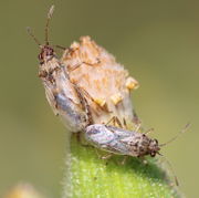 Bei den kopulierenden Insekten handelt es sich um Wanzen wohl der Familie der Anthocoridae. (Bild: W. Wohlers)
