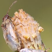 Die aufgerollten, vertrockneten Zungenblüten sind immer noch zu erkennen. (Bild: W. Wohlers)