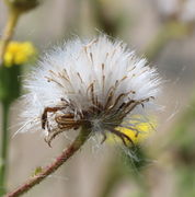 Der Korb hat sich geöffnet. Die Flughaare sind weiß wie die Haare eines Greises, eben des Greiskrauts. (Bild: W. Wohlers)