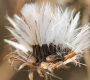 Zwischen den Samen zwei Larven, wahrscheinlich einer Blumenwanze - Anthocoridae. (Bild: W. Wohlers, JKI)