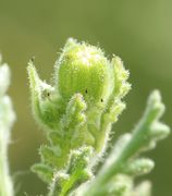 Eine kleine, fast runde Knospe noch zwischen den Blättern. (Bild: W. Wohlers)