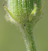 Unterhalb des Korbs kann sich ein winziges Tragblatt befinden. (Bild: W. Wohlers)