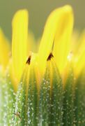Die langen Hüllblätter enden mit einer braunen Spitze. (Bild: W. Wohlers)
