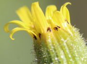 Eine zweiästige Narbe einer Zungenblüte, auch die ersten gelben Pollenkörner sind zu sehen. (Bild: W. Wohlers)