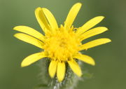 Die Zungenblüten haben nur Narben, die ersten Röhrenblüten schieben den Pollen. Der Korb öffnet sich nicht weiter als hier. (Bild: W. Wohlers, JKI)
