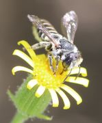 Der Pollen ist gelb, wie an den Beinen der Blondfuß-Sandbiene Andrena flavipes zu erkennen ist. (Bild: W. Wohlers)